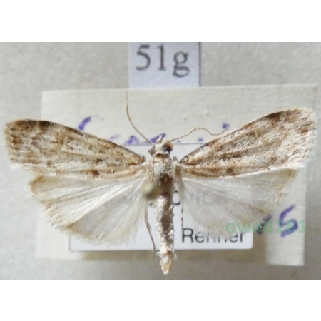 Scoparia ambigualis (Treitschke, 1829) Czech51g